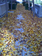 A Path of Leaves Outside